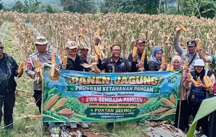 Jadi Program Ketahanan Pangan, Pemdes Cibalung Sukses Panen Dua Ton Jagung Hibrida